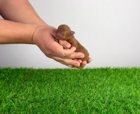 Fioretta - Caniche Toy Chiot à vendre