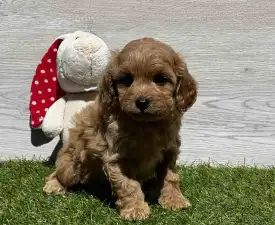 Egon - Cavapoo Szczenię na sprzedaż