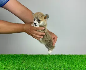Paddi - Pembroke Welsh Corgi eladó kiskutya