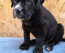 Ezra - Cane Corso eladó kiskutya