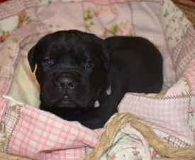 Dolce Assassino Polina - Cane Corso Italiano Puppy for sale