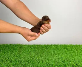 Livius - Yorkshire Terrier Angebotener Welpe