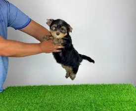 Ziggy - Yorkshire Terrier Puppy for sale