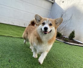 Andvol Pifagor - Welsh Corgi Pembroke Cucciolo in vendita