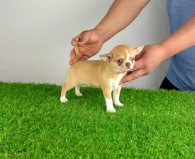 Zimba  - Chihuahua Cucciolo in vendita