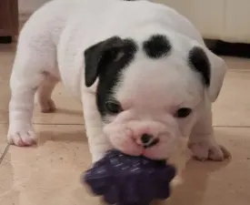 Hilton From Lilis Breed - French Bulldog Puppy for sale