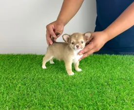 Kwai - Chihuahua Cățeluș de vânzare
