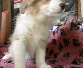 Aston - Border Collie Angebotener Welpe