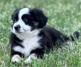 Flo (florence)  - Ciobănesc american în miniatură Cățeluș de vânzare