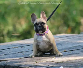 Bársonyka - Bulldog francez Cățeluș de vânzare
