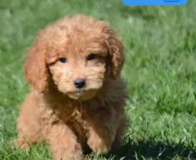 Sam - Goldendoodle eladó kiskutya