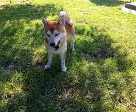Beauty Of The East Akeno - Shiba Angebotener Welpe