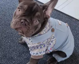 Amigo - Französische Bulldogge Angebotener Welpe