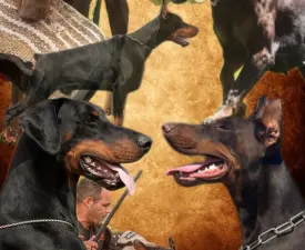 Antonio - Dobermann Angebotener Welpe