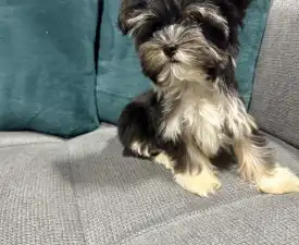 Zara - Biewer Terrier Cățeluș de vânzare