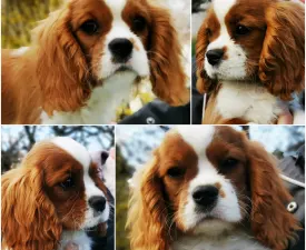 Xanthos - Cavalier King Charles Spaniel Cucciolo in vendita