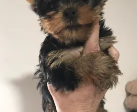 Enzo Imolayorki - Yorkshire Terrier eladó kiskutya