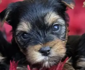 Happy Hour - Yorkshire Terrier Puppy for sale