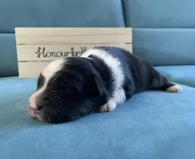 Honour For The Brave.... - Australian Shepherd Puppy for sale