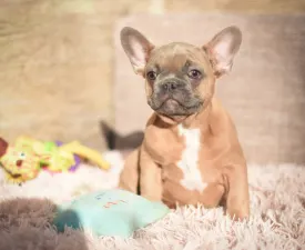 Karesz - Französische Bulldogge Angebotener Welpe