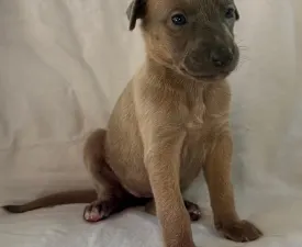 Universe - Whippet Chiot à vendre