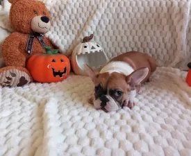 Miora Frenchie Jessy - French Bulldog Puppy for sale