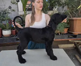 Abelzar Ohara - Afghan Hound Puppy for sale