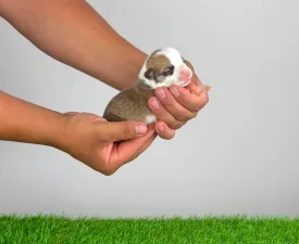 Chammy - Welsh Corgi Pembroke Puppy for sale
