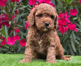 Red John - Cavapoo Angebotener Welpe