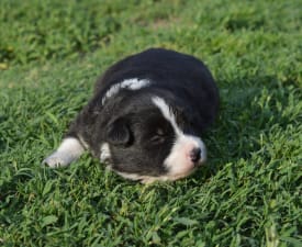 Rubin - Border Collie Puppy for sale