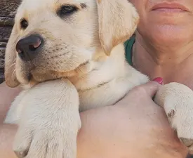 Klágya Kincse Elvis - Labrador retriever Szczenię na sprzedaż