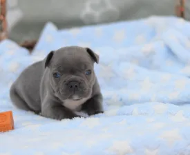 Montclair - Francuski buldog Štenci na prodaju