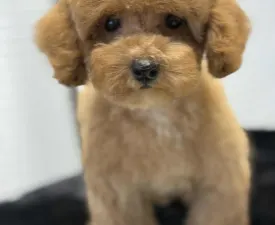 Xénia  - Toy uszkár eladó kiskutya