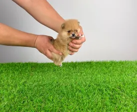 Sunny - Pomeranian eladó kiskutya