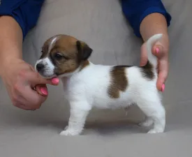 Sailor - Jack Russell Terrier eladó kiskutya