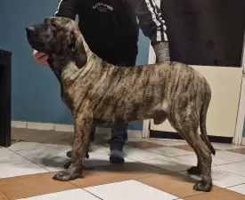 (thor)   Hektor De Oro Puro - Fila Brasileiro Puppy for sale