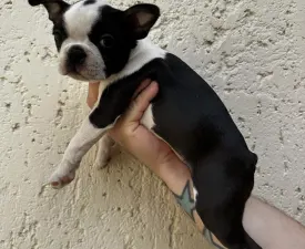 Fruzsina - Boston Terrier Cățeluș de vânzare