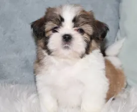 Argo - Shih Tzu eladó kiskutya