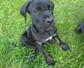 Blaze - Cane Corso eladó kiskutya