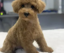 Toby - Toy uszkár eladó kiskutya