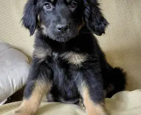 Buda Side Carmen Christmas  - Hovawart Angebotener Welpe