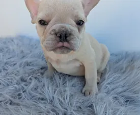 Anakin - French Bulldog Puppy for sale