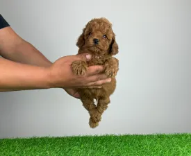 Sweepy - Poodle Miniature Puppy for sale