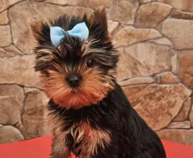 Beni - Yorkshire Terrier eladó kiskutya