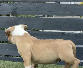Bbb. - American Bully - Pocket Puppy for sale