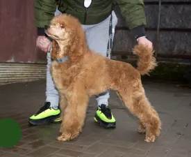 Johann Prestige - Poodle Standard Puppy for sale