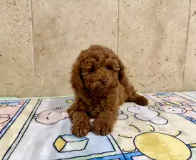 Fedra - Poodle Miniature Puppy for sale