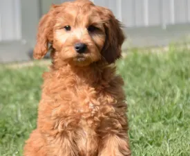 Thomas - Goldendoodle eladó kiskutya
