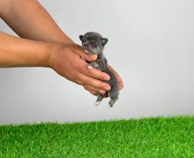 Deluxe - Chihuahua Cucciolo in vendita
