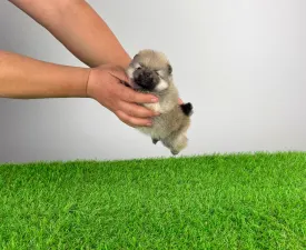 Sibylle - Pomeranian eladó kiskutya